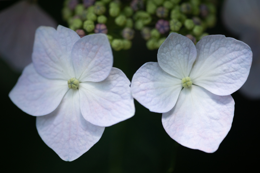 額紫陽花・白
