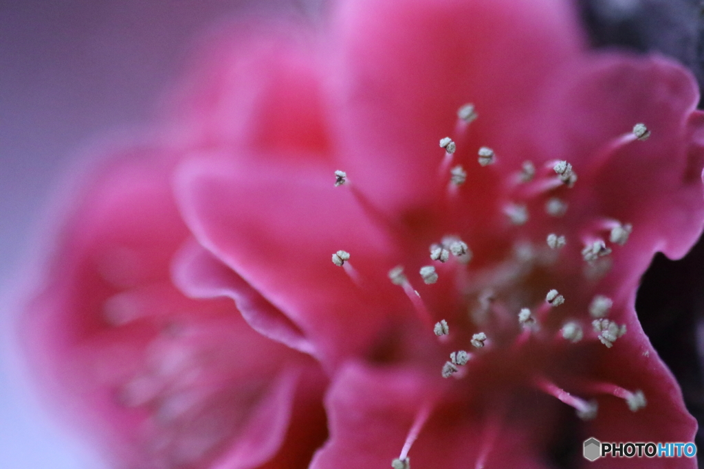 紅梅・蕊