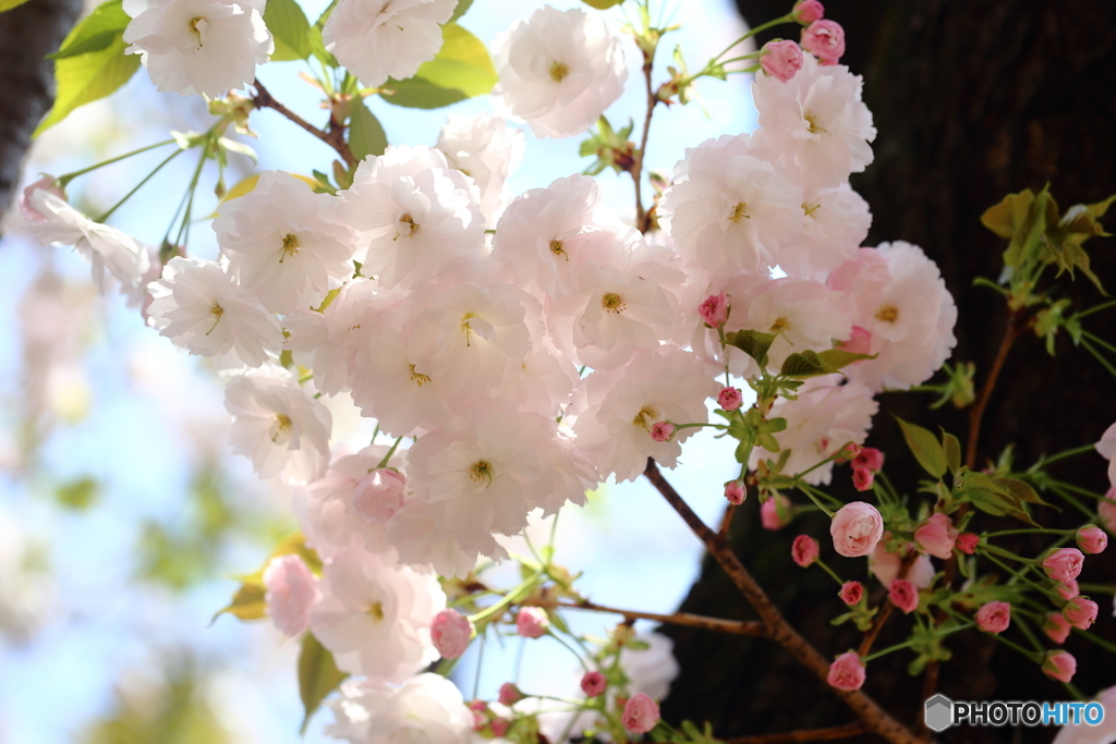 桜・通り抜け（１）