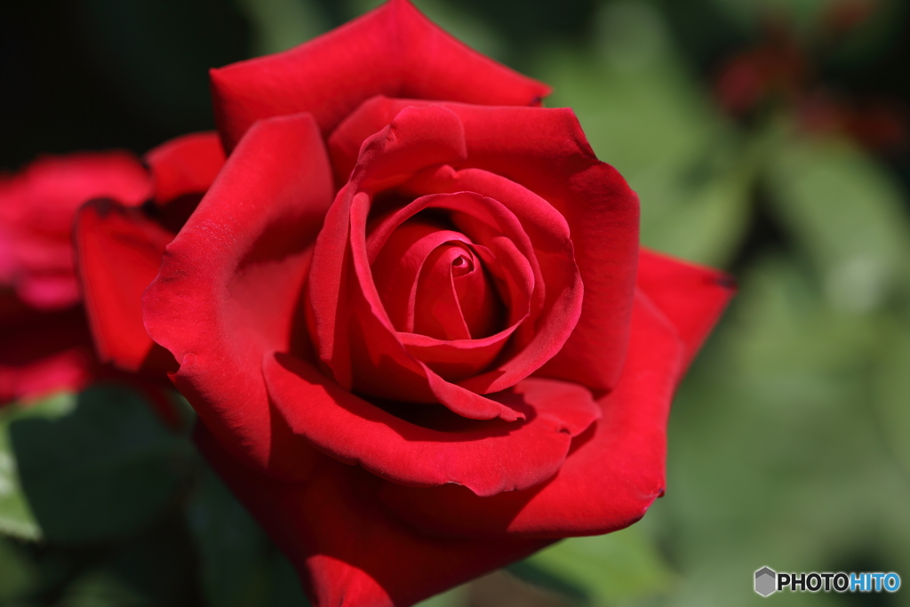 薔薇・赤