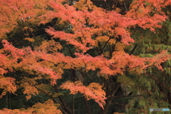 紅葉・晩秋（１）