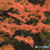 紅葉・晩秋（１）