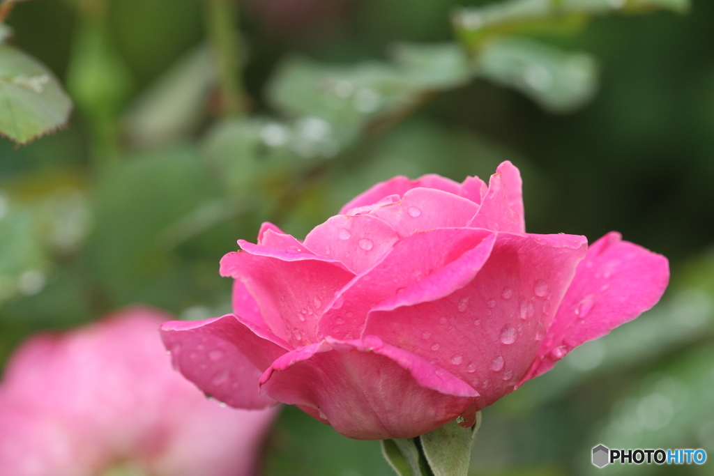 秋薔薇・雨模様（３）
