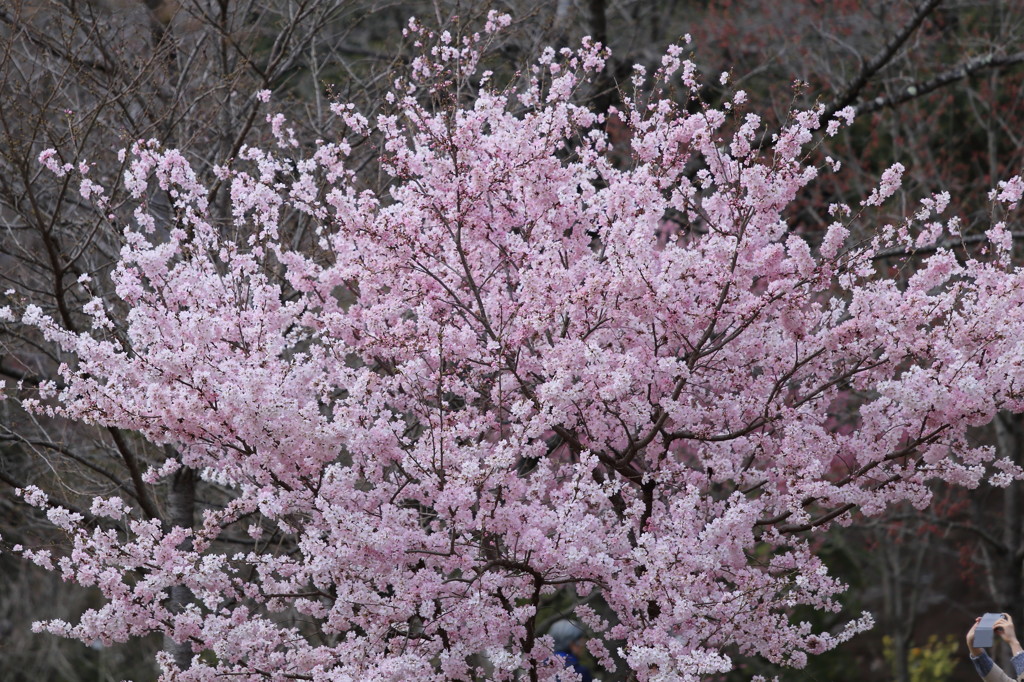 早咲き桜