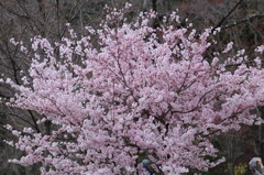 早咲き桜