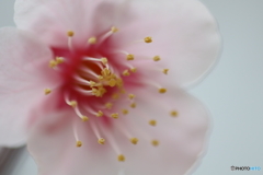 白梅・蕊