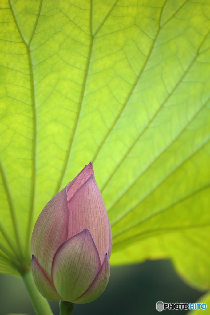 蓮花・日除け