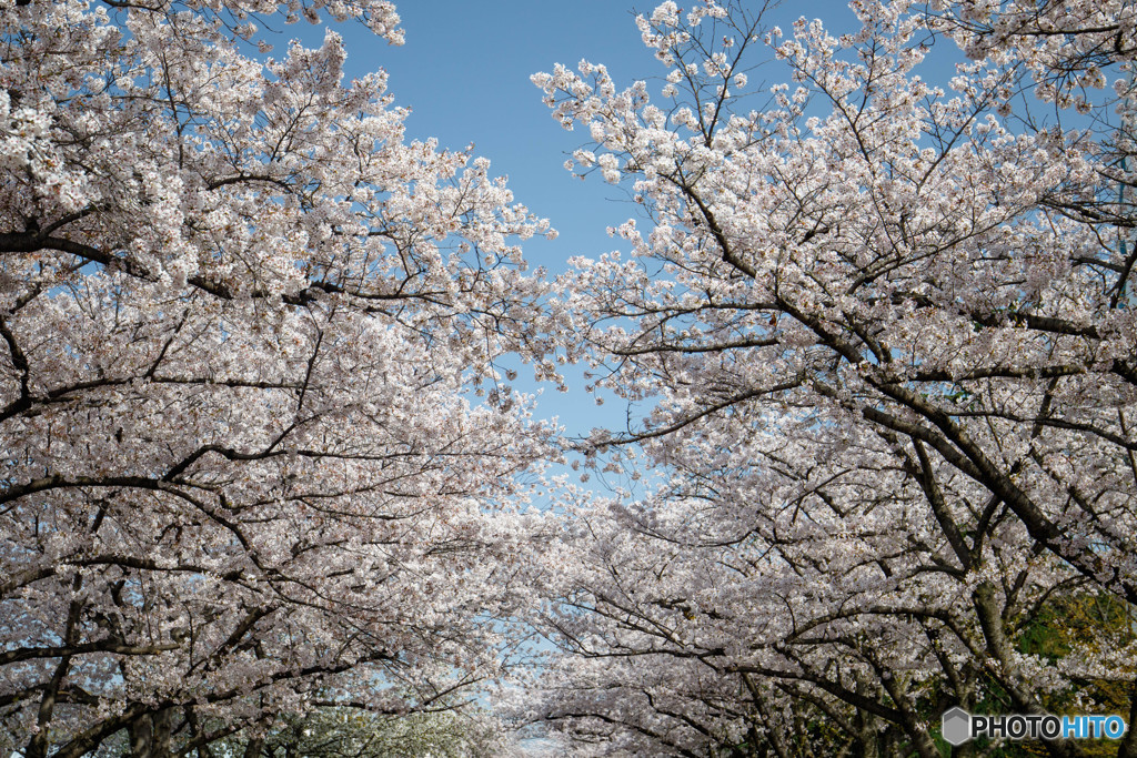 桜・満開（５）