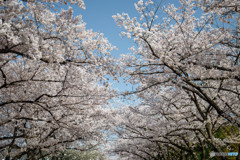 桜・満開（５）
