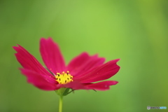 秋桜・紅