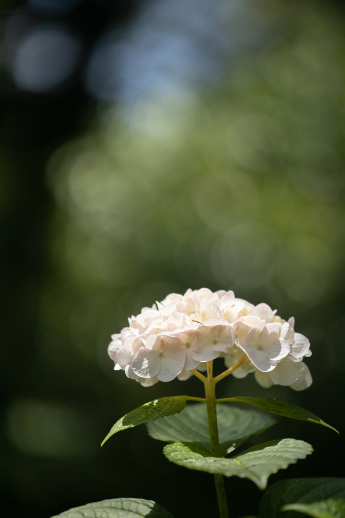 紫陽花・白