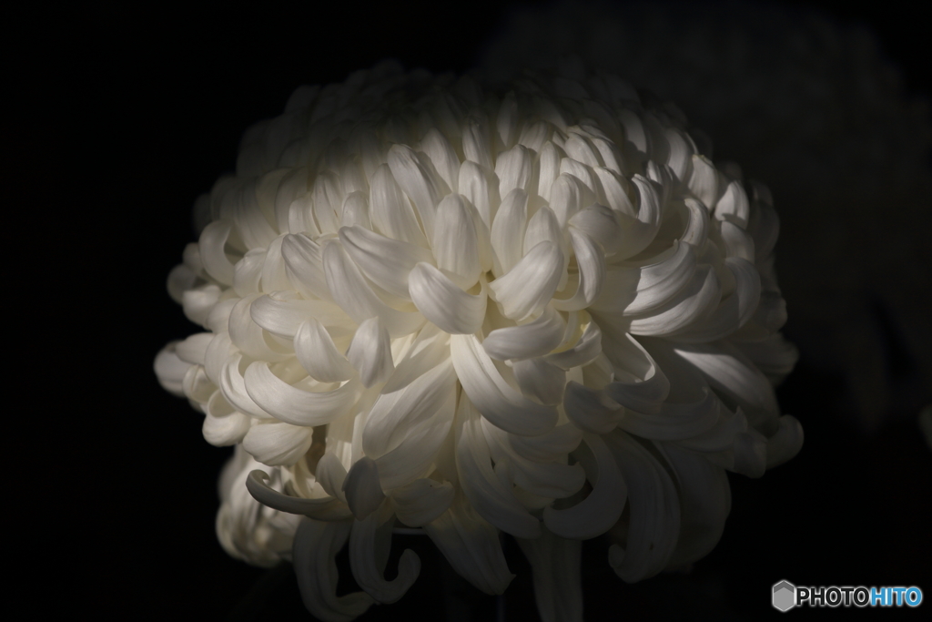 白菊
