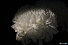 白菊