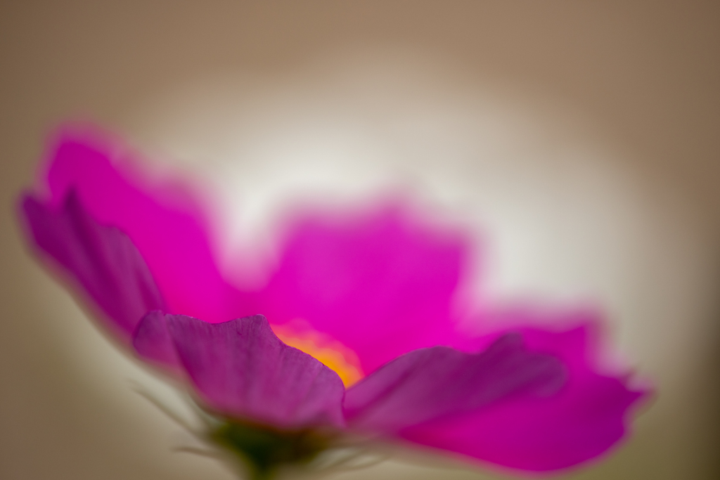 秋桜（３）