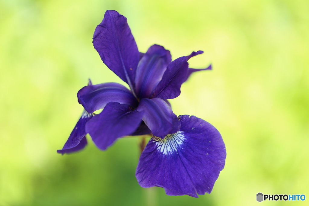 菖蒲