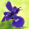 菖蒲