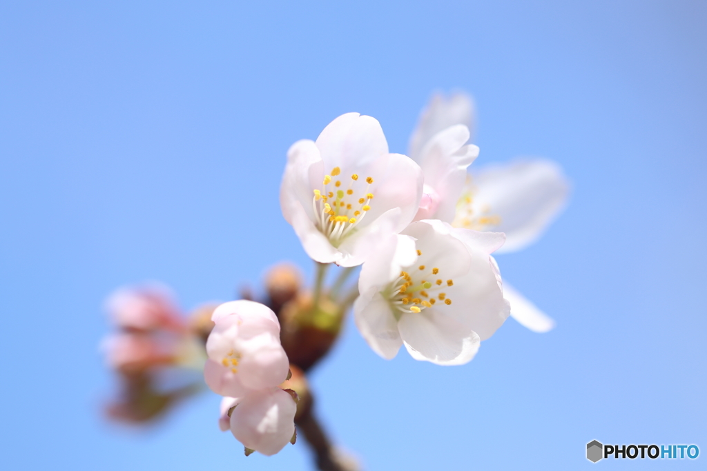 春の空