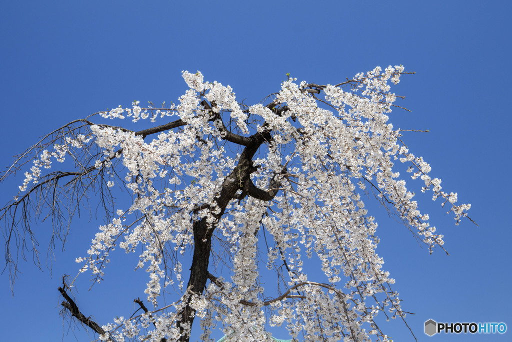 桜・満開（１）