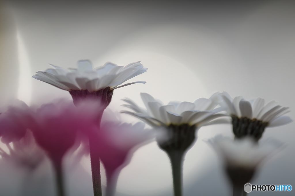 花・舞