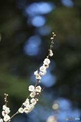 春模様