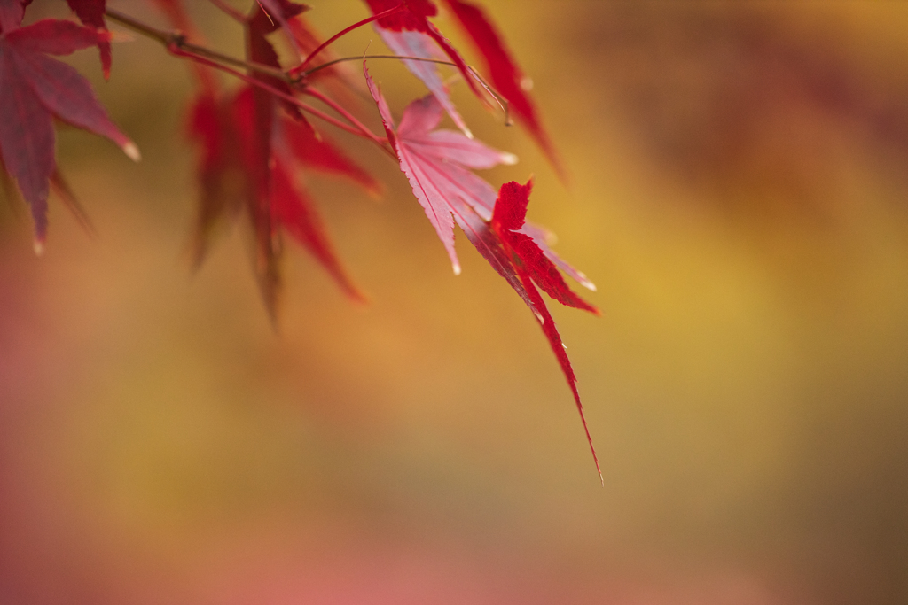 紅葉の季節（３）