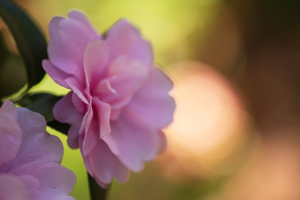 山茶花