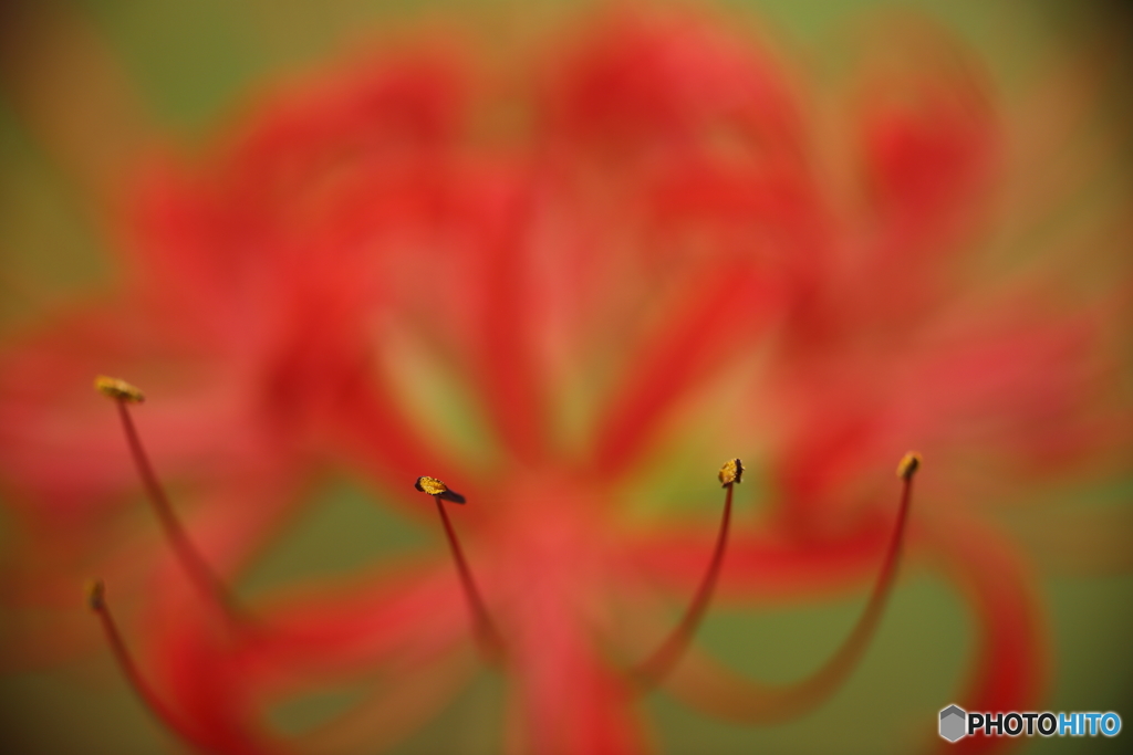 彼岸花・蕊（１）