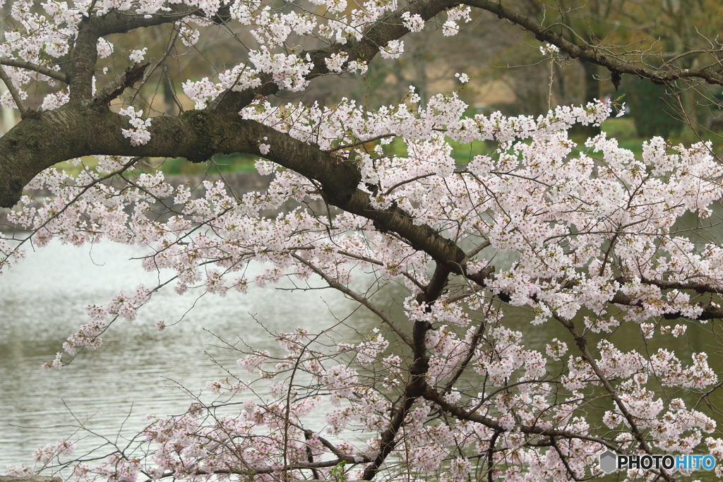 桜満開（Ⅰ）