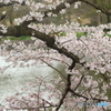 桜満開（Ⅰ）
