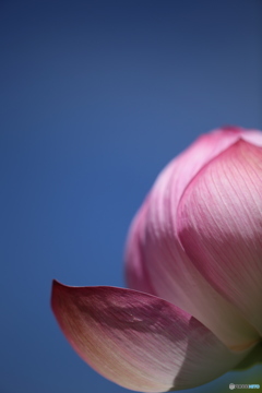 蓮花・空