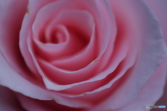 Rose-pink