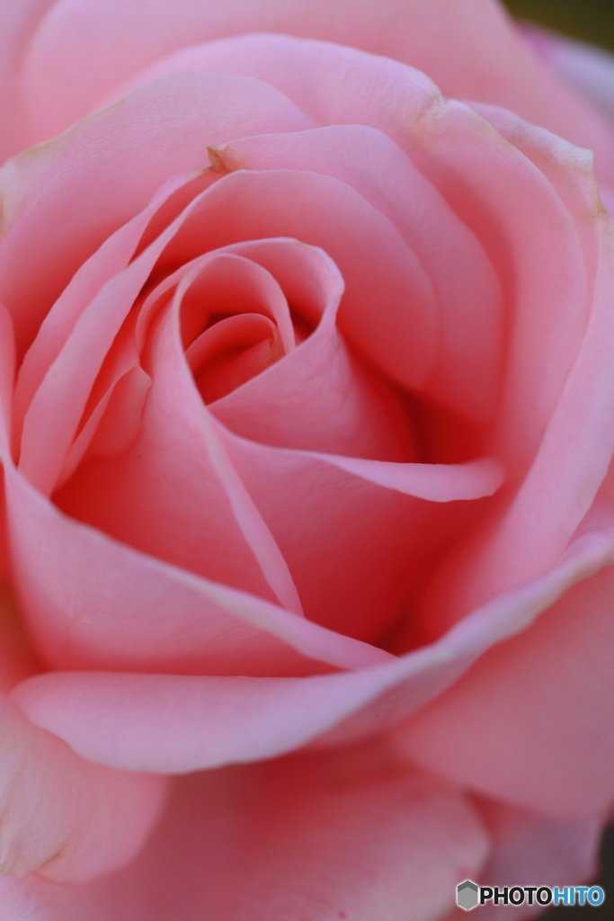 秋薔薇・ピンク2