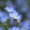 ネモフィラ（2）