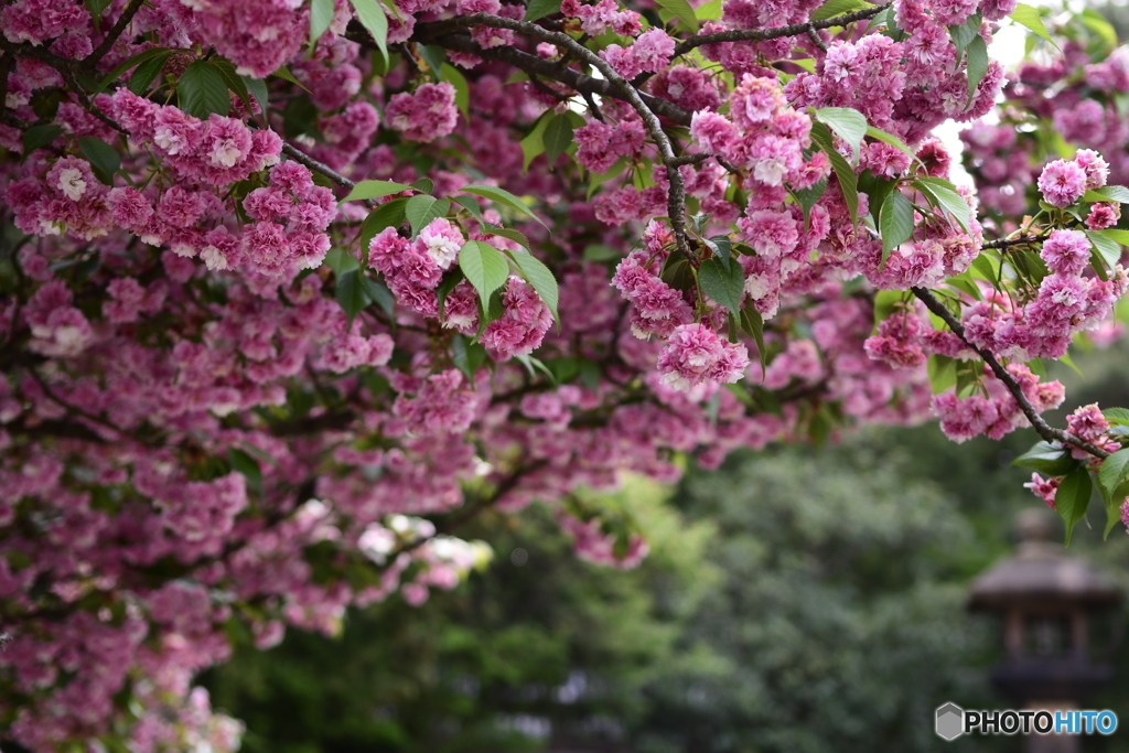  金沢尾山神社 菊桜