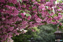  金沢尾山神社 菊桜