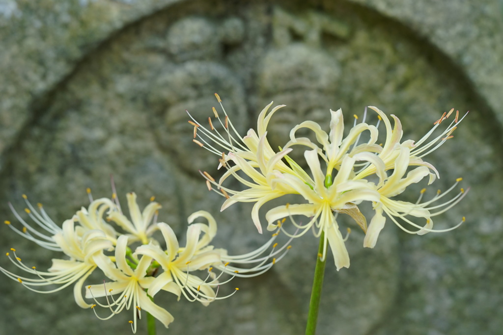  金澤香林寺彼岸花