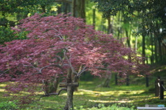 金沢松風閣庭園霞手向山紅葉