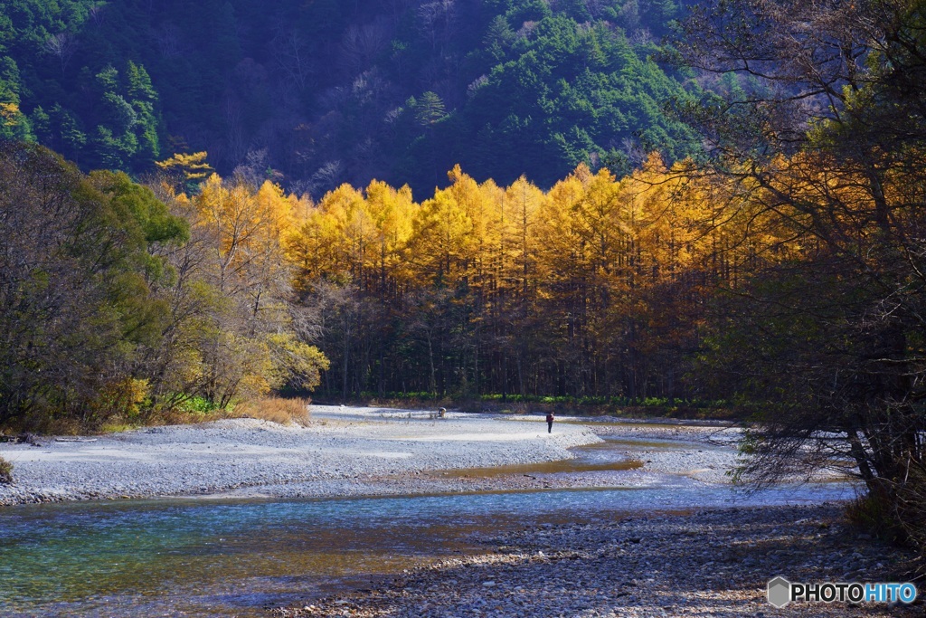 カラマツの紅葉