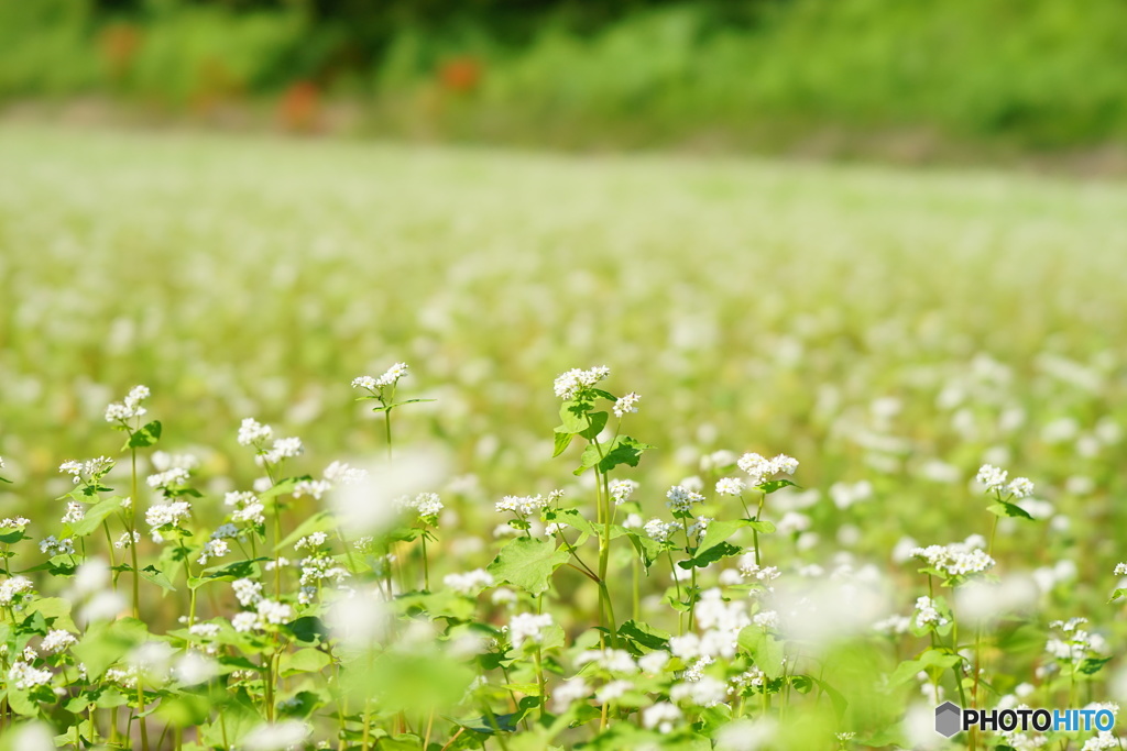 そばの花