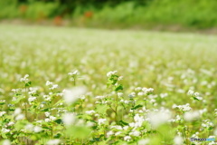 そばの花