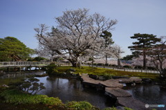 兼六園旭桜