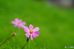  秋桜