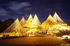兼六園唐崎松