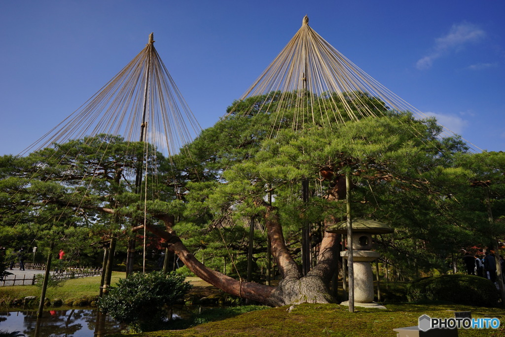  兼六園月見灯籠と姫小松
