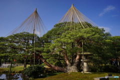  兼六園月見灯籠と姫小松