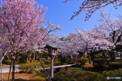 桜咲く兼六園