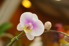 ラン