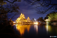  兼六園唐崎松
