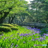 兼六園花見橋と杜若