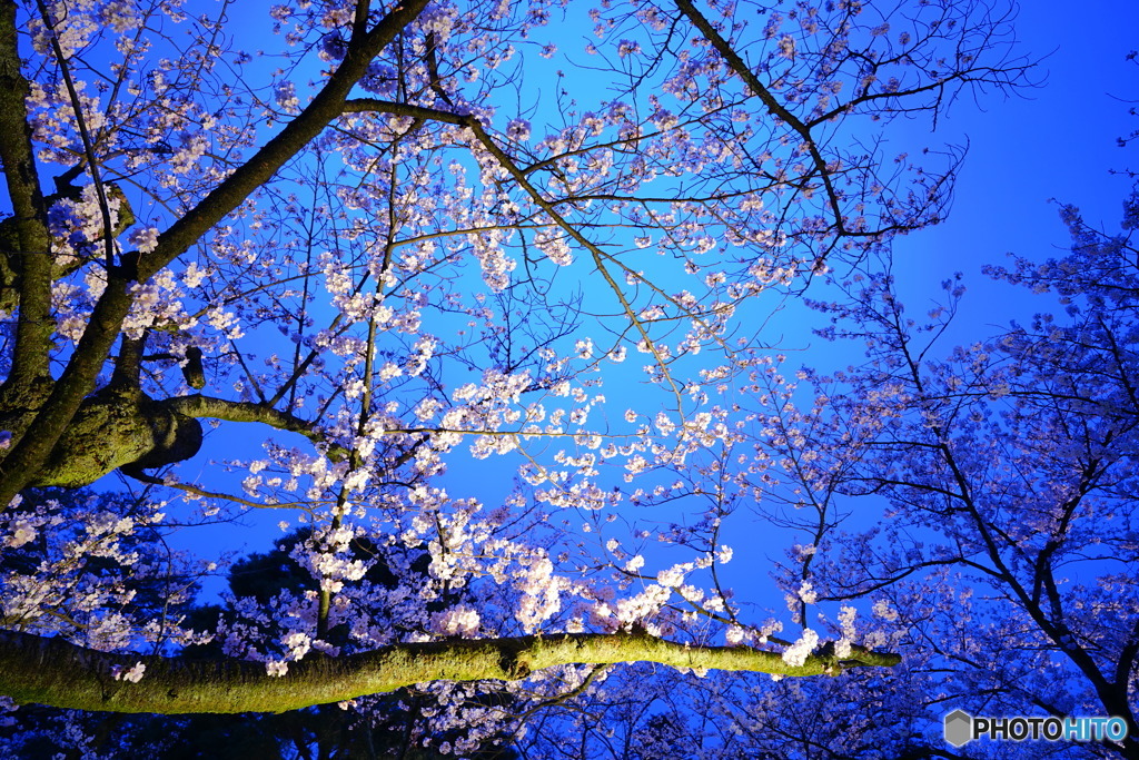  兼六園 夜桜